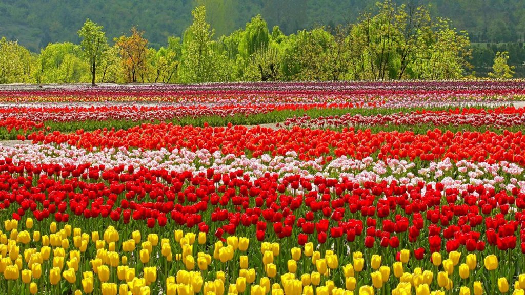Campo de tulipanes rojos, amarillos y blancos en Srinagar, Cachemira